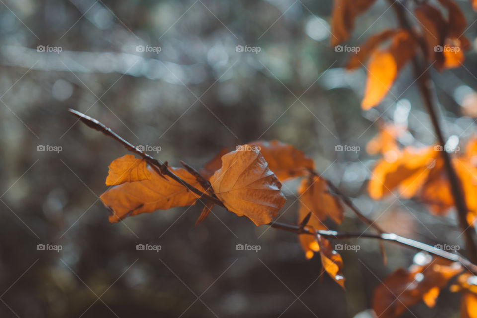 Autumn Leaves