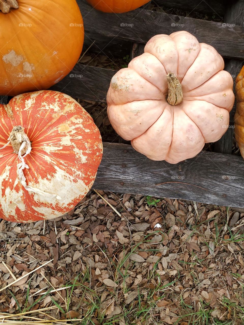Not your average pumpkins!