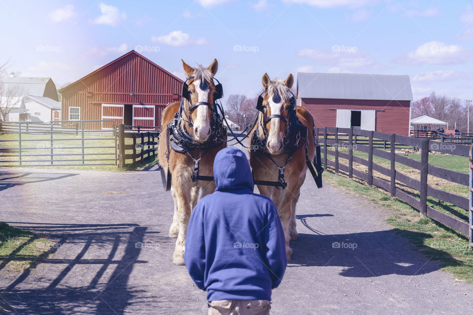 Farm horse