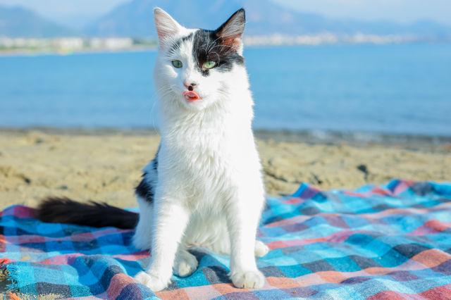 small and cute cat