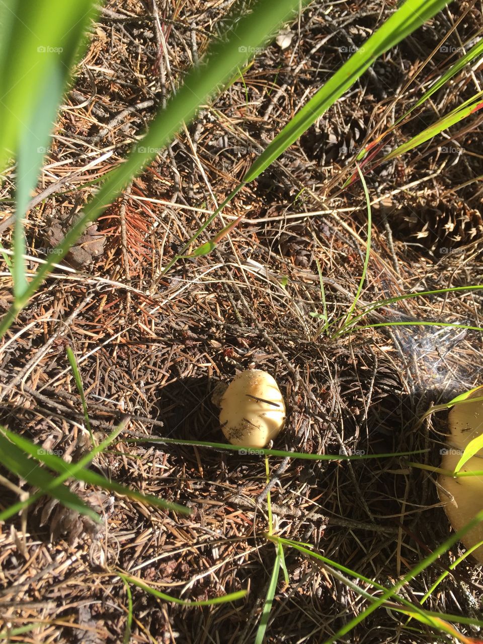 Found this fungus randomly growing in my yard 
