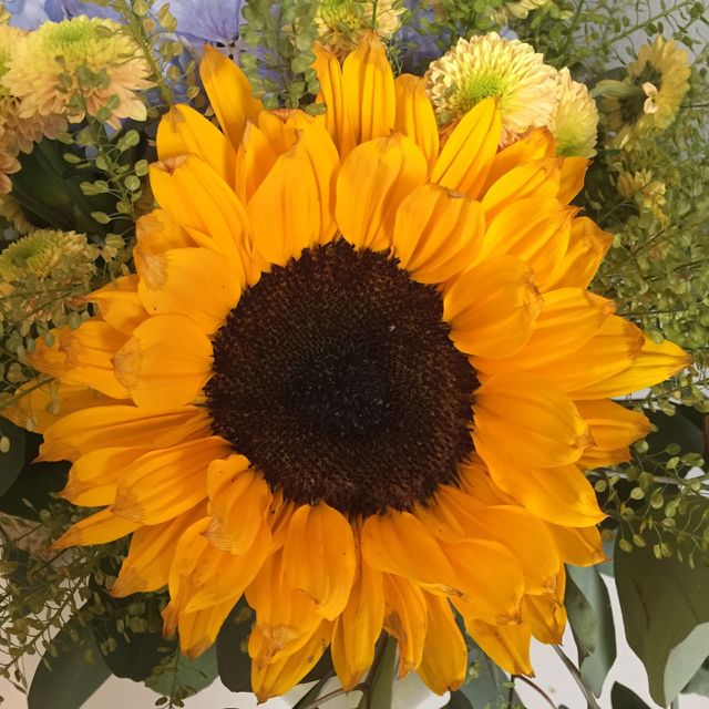 Sun flower