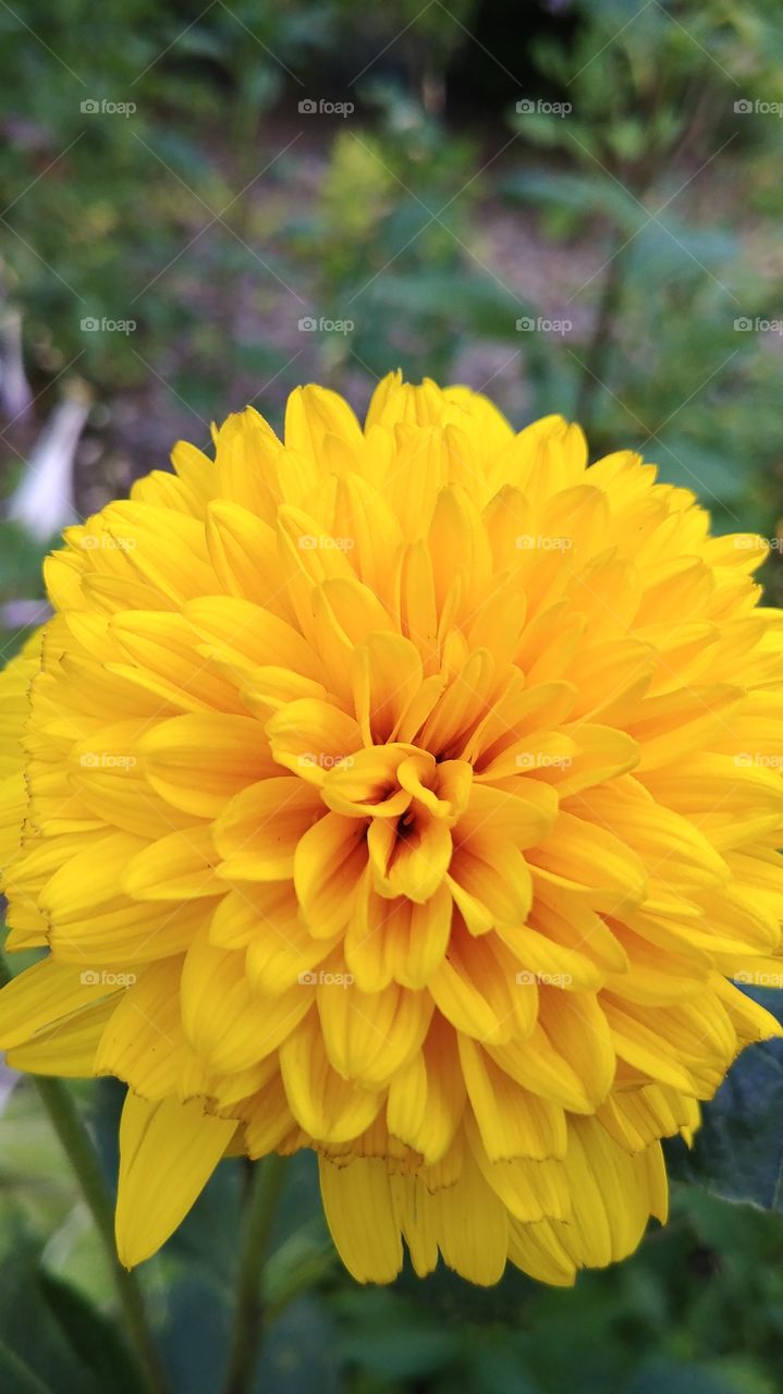 Blooming yellow sunshine