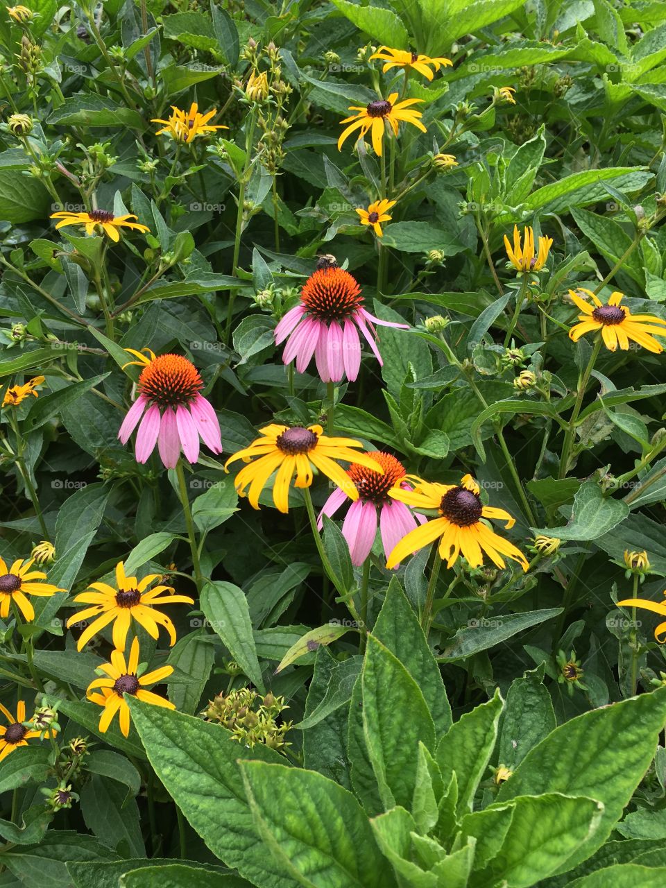 Cone flowers and black eyed Susan’s