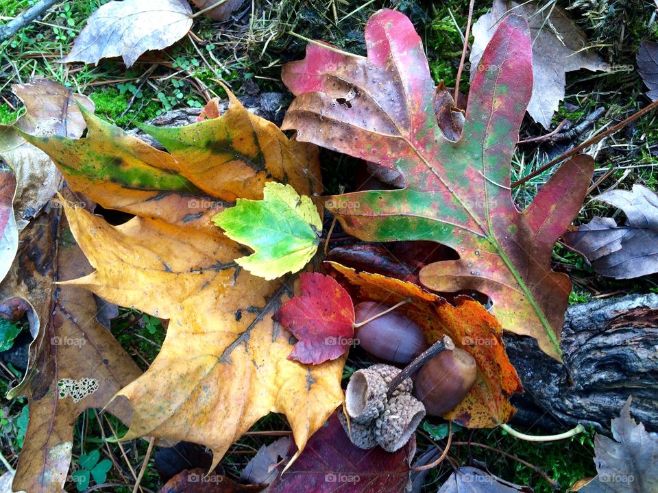 Autumn Collage