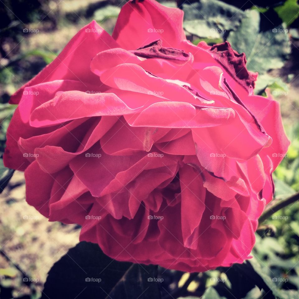 At the holiday where I was staying(Albania, Tiran) I saw this BEAUTIFUL rose and I thouht to myself “this has to be a picture!” Came out perfect!