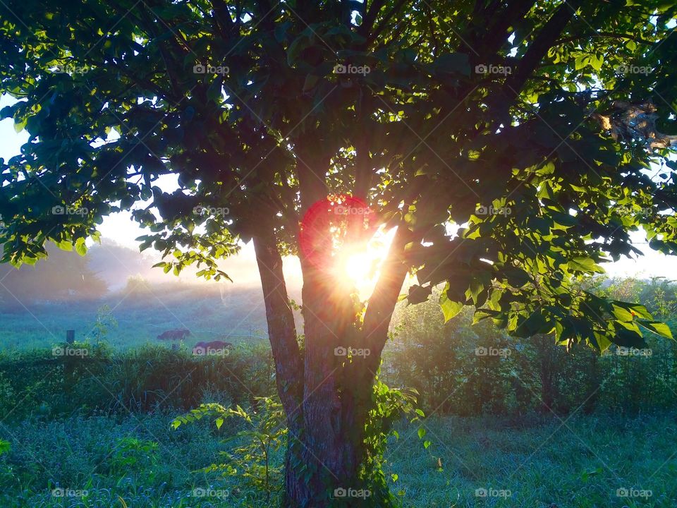 Fog Dissipating Under the Morning Sun