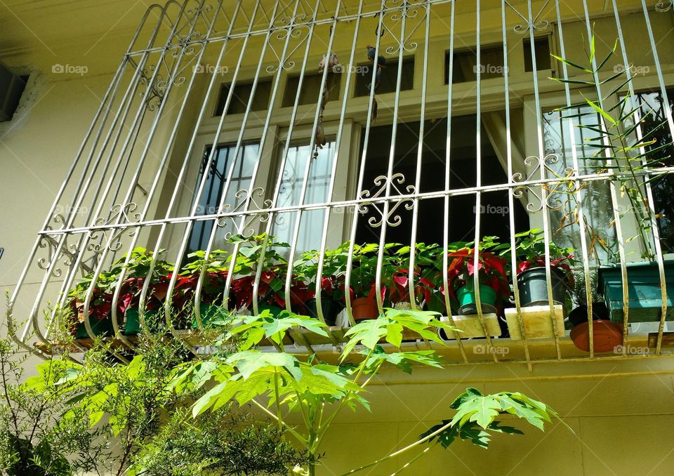 Window with vase flowers