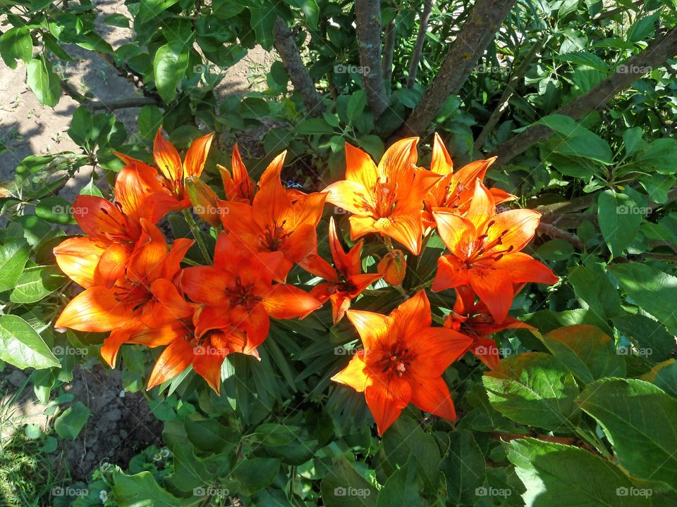 lily flowers