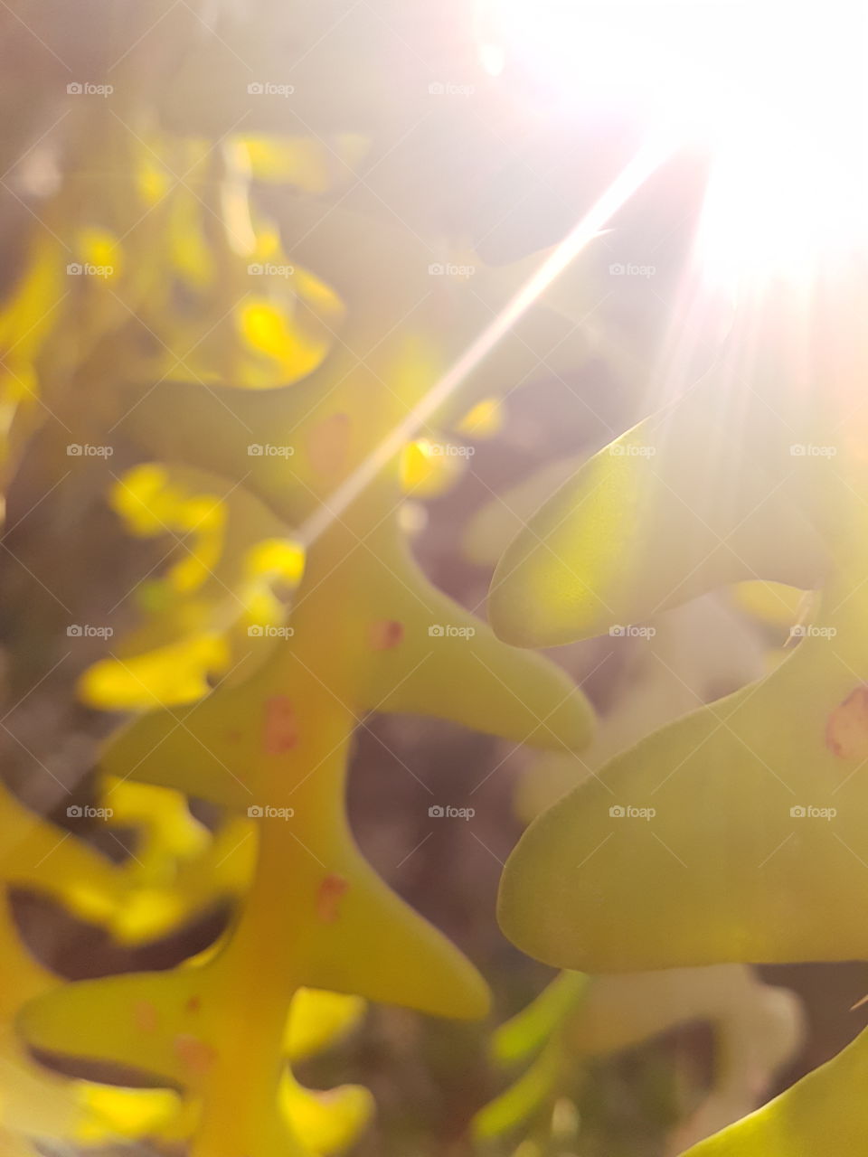 Close-up of sunlight on yellow leaves