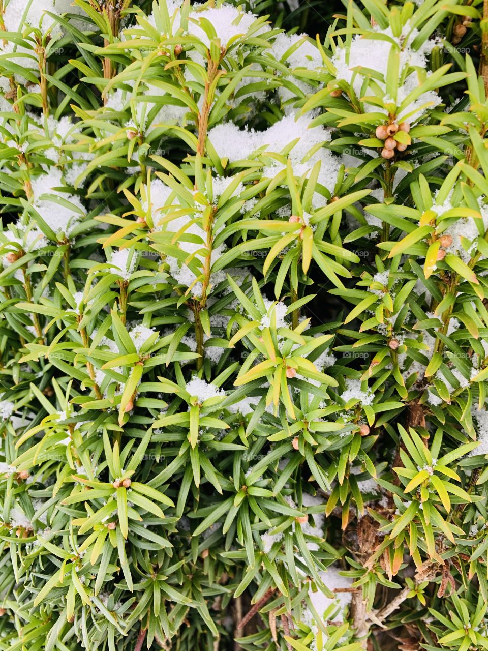 Tree with snow on it