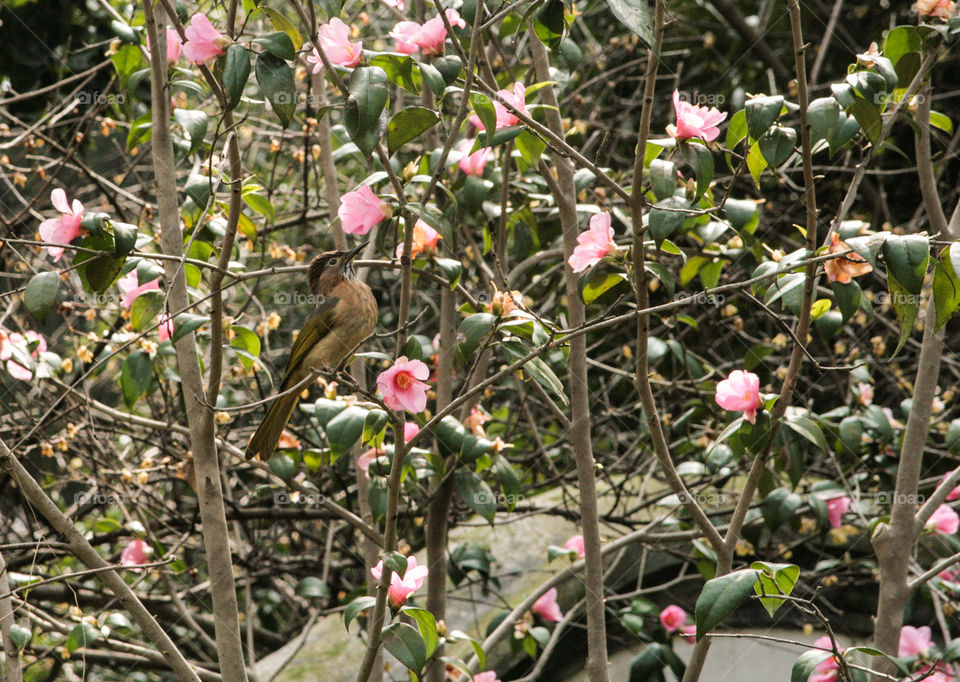 magnolia bird