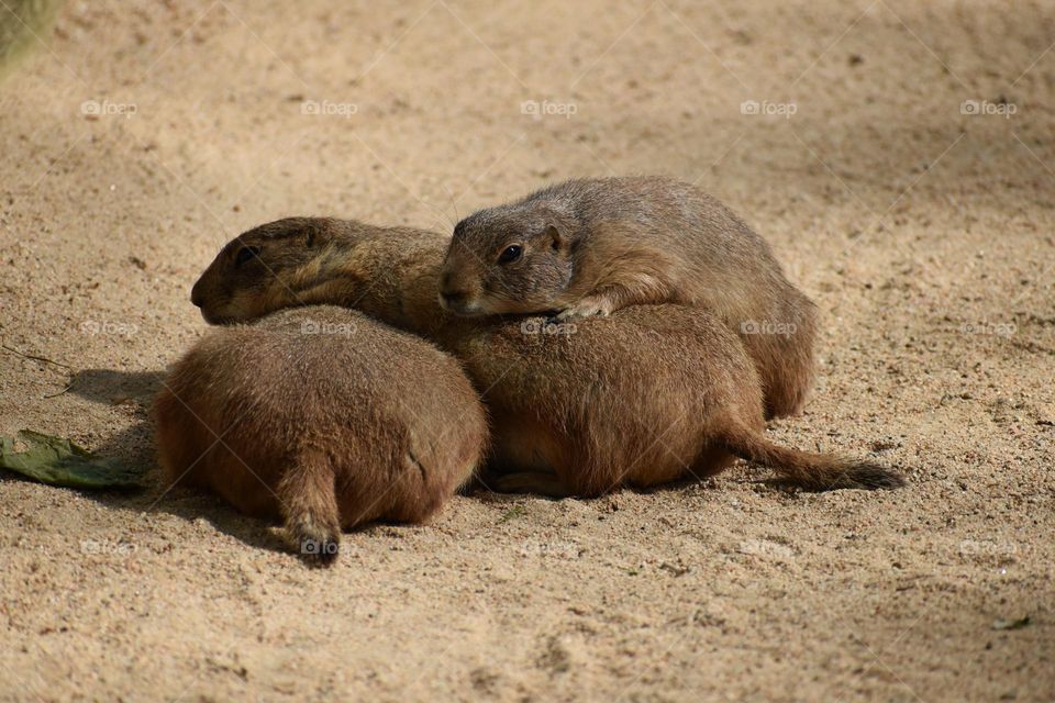 Group of prairie dogs