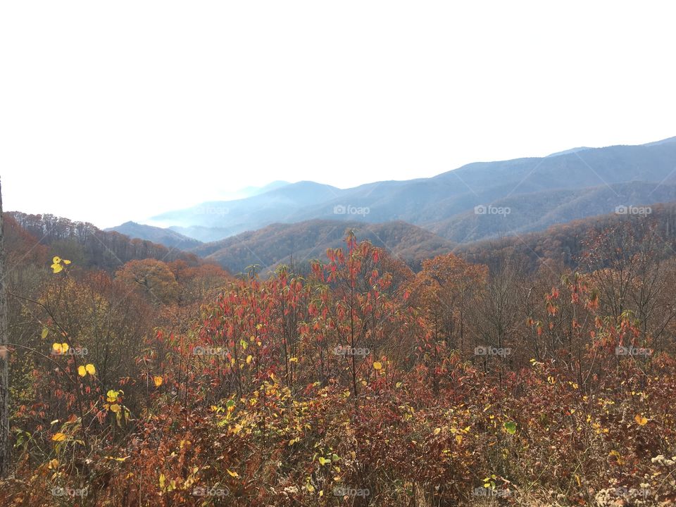 Fall, Landscape, Mountain, Tree, Leaf