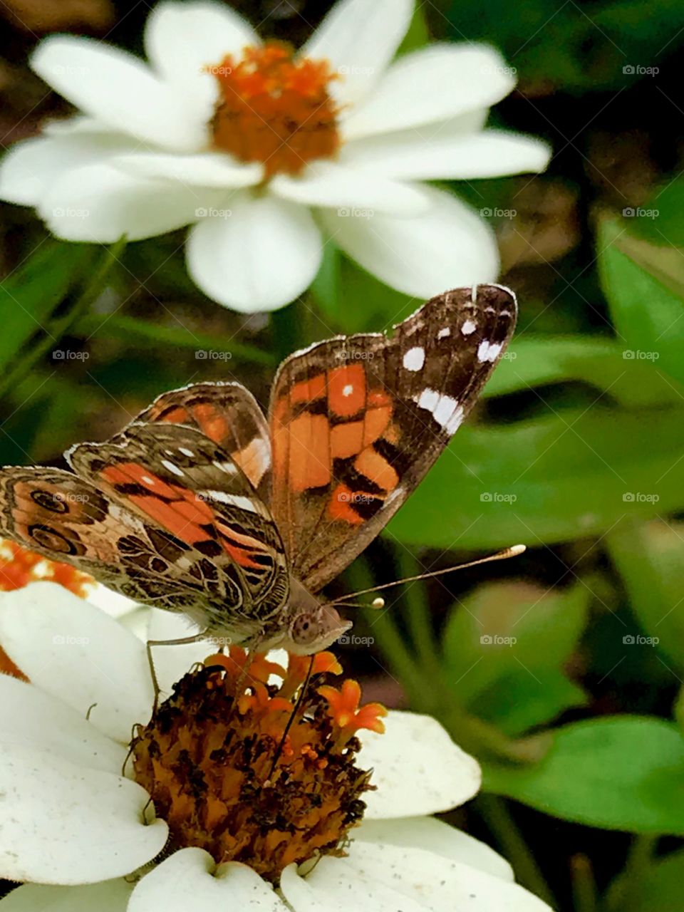 First time I’ve ever really looked closely at a butterfly’s head and seen it’s eyes