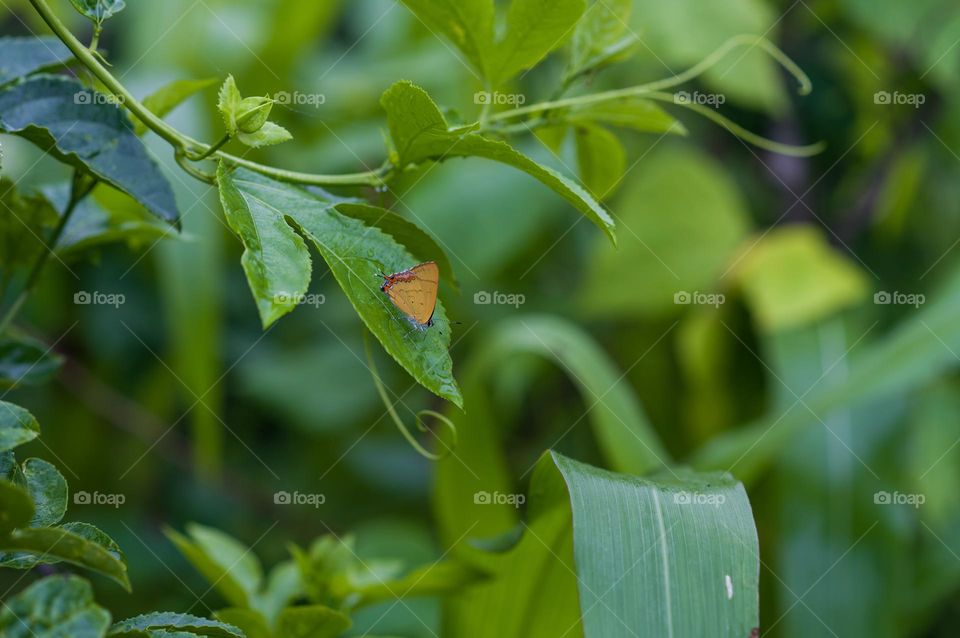 A tiny butterfly perched on a leaf