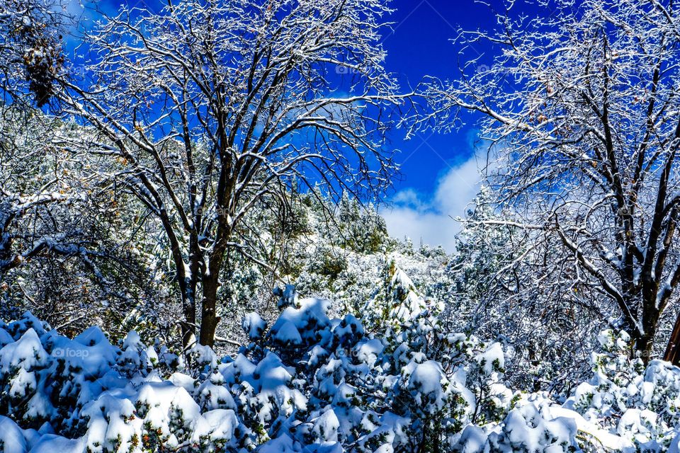 Snow Trees