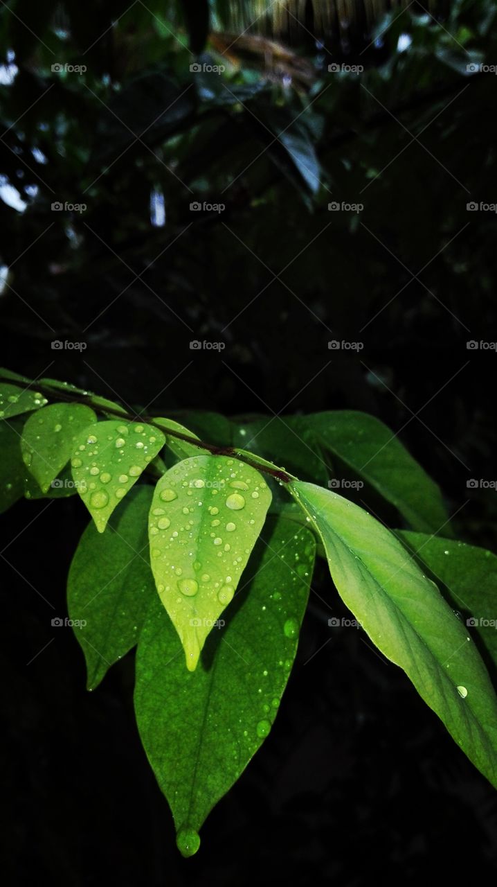 a beautiful leaves in rain
