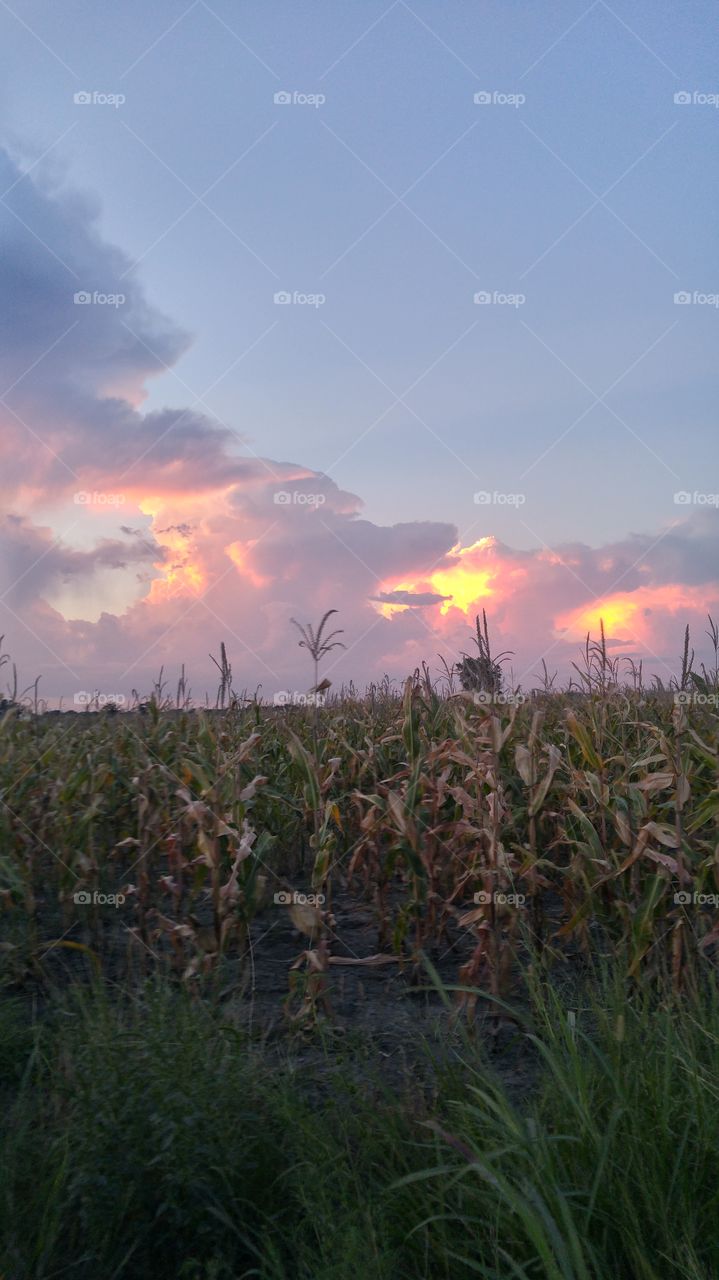 Corn Plants Under A Dramatic Sky