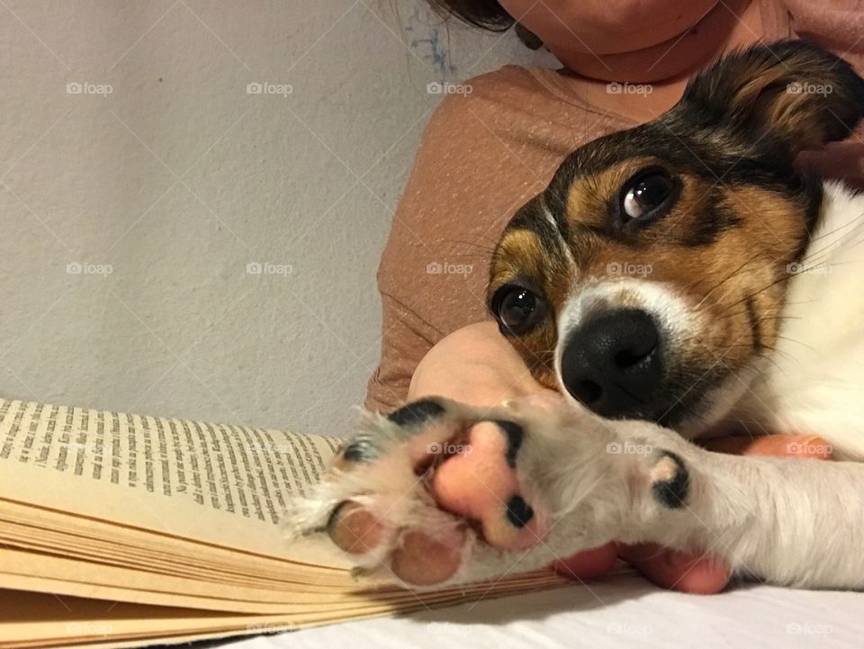 A dog reads a book