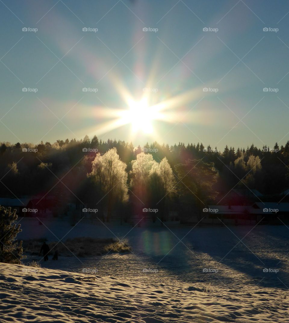 sunshine over frosty forest