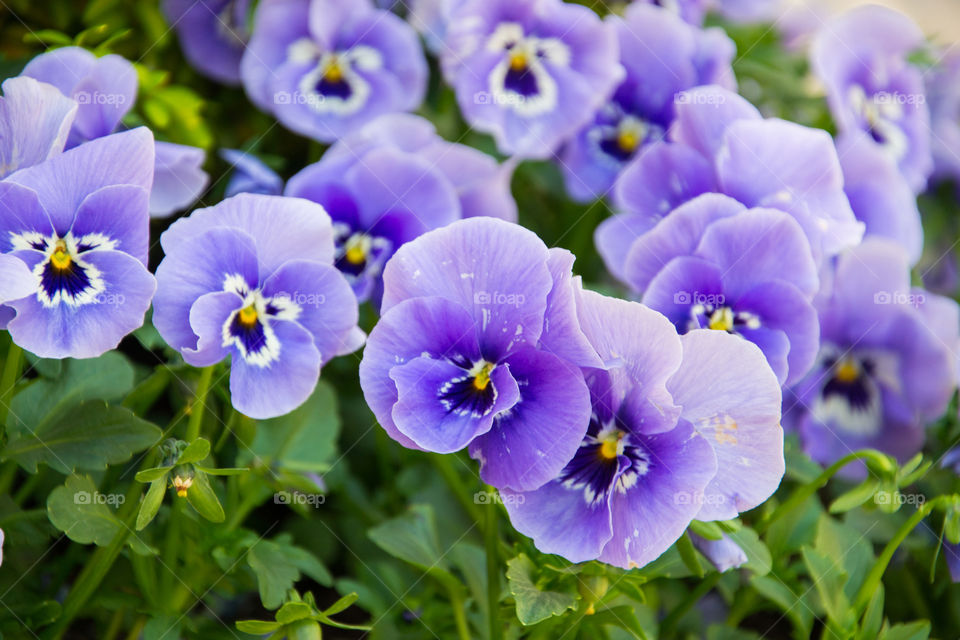 Penser flowers in a park.