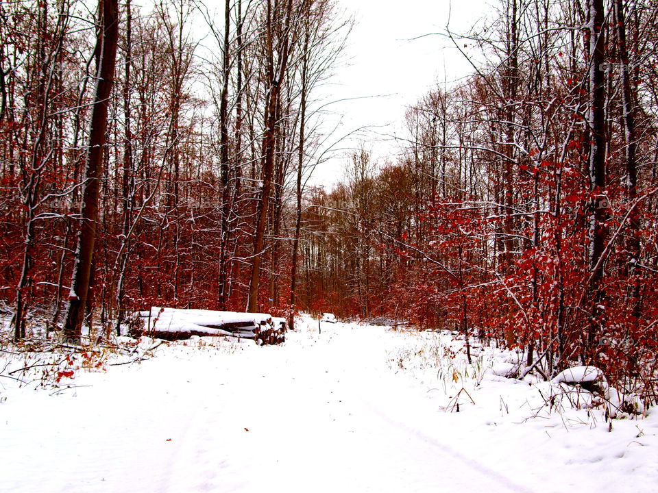 wald with snow and trees with red leaves