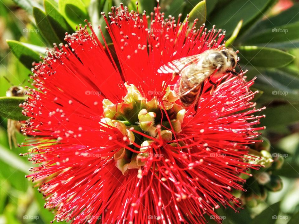 Bees In Springtime. Pollinator At Work
