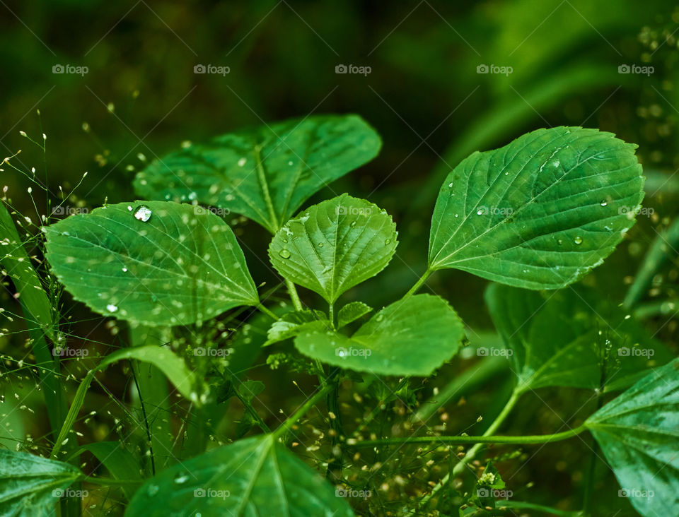 Leaf  water drops