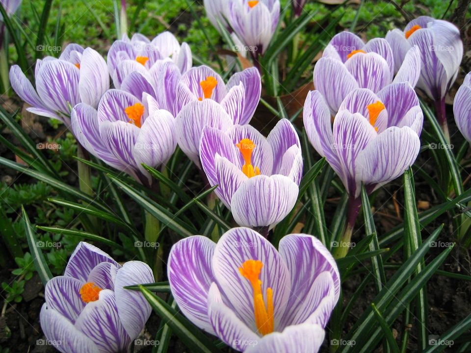Striped Crocus in Bloom. Striped crocus flowers in spring 