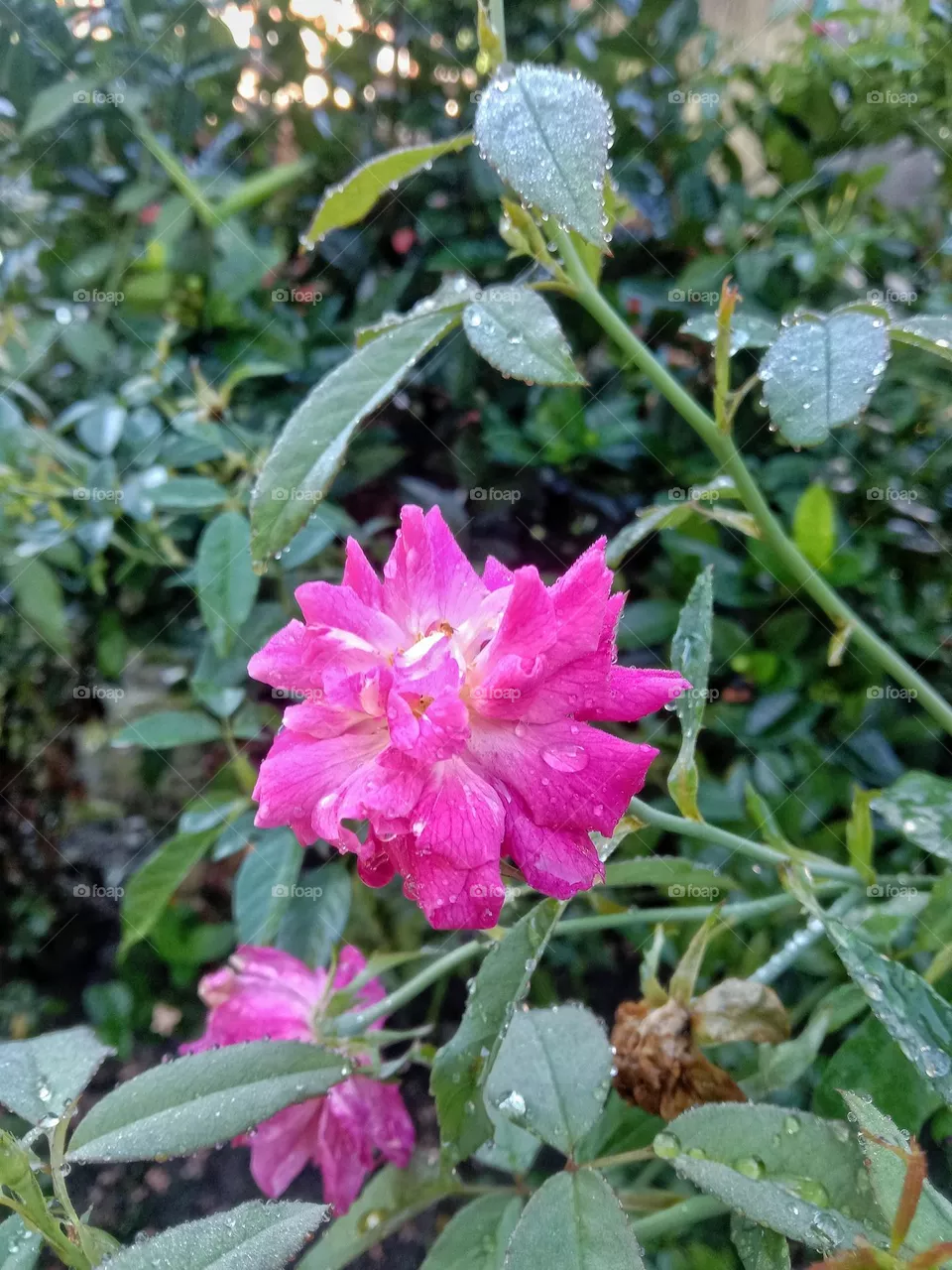 Roses are thorny shrubs that can reach 2 to 5 meters in height.