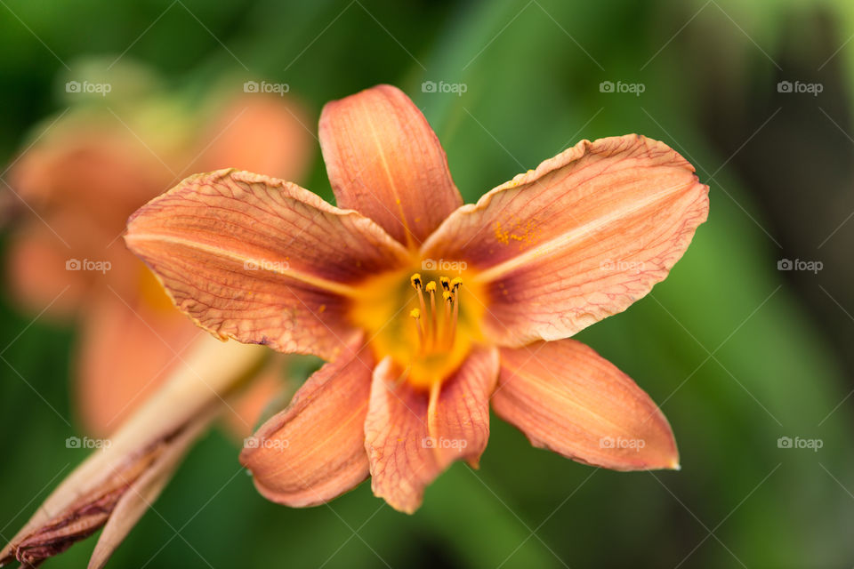 Close-up of single flower