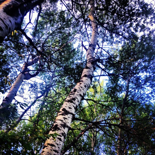 Through The Trees