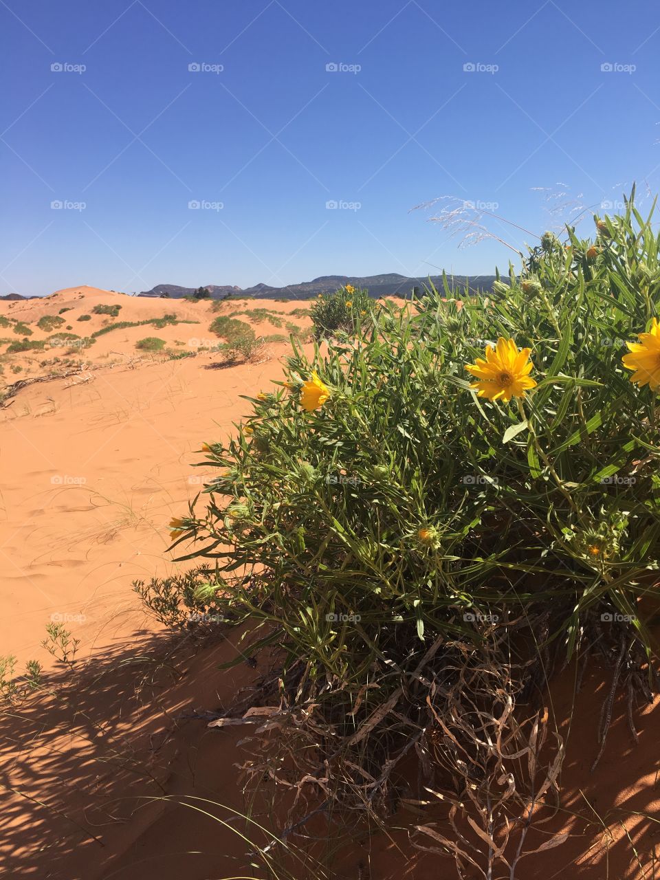 Flowers in the desert land at Pink Coral Sand Dunes State Park in Utah.