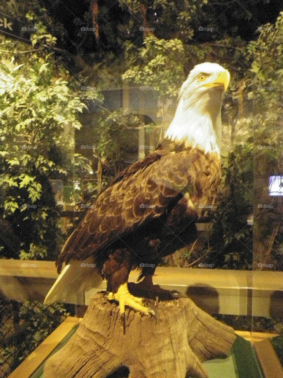 American Eagle