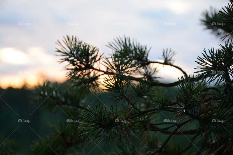 Close-up of pine tree