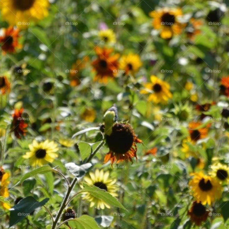 Never too many sunflowers 