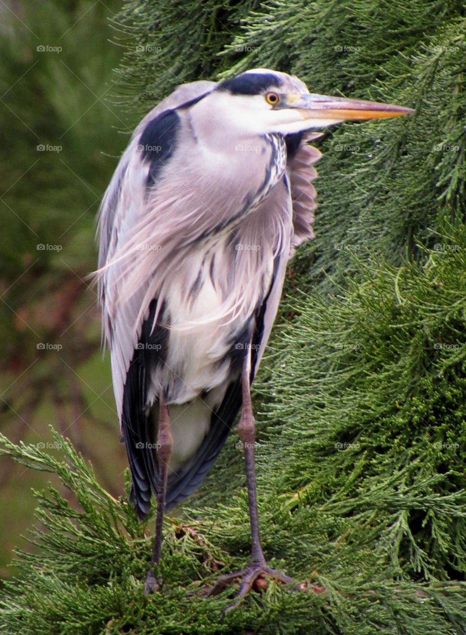 Perched