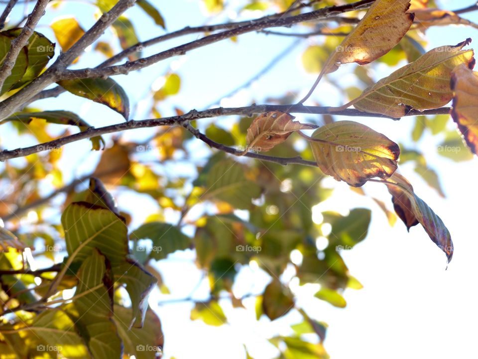 Low angle view of autumn leaf