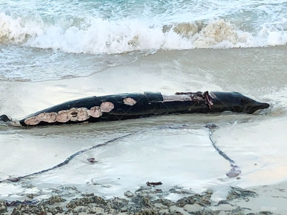 beached whale