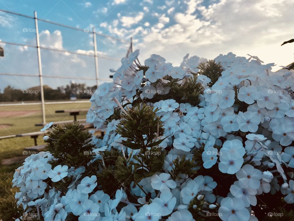 White flowers blending with the white clouds and blue sky. 