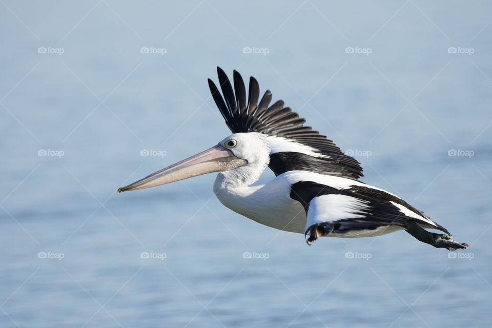 Pelican in flight