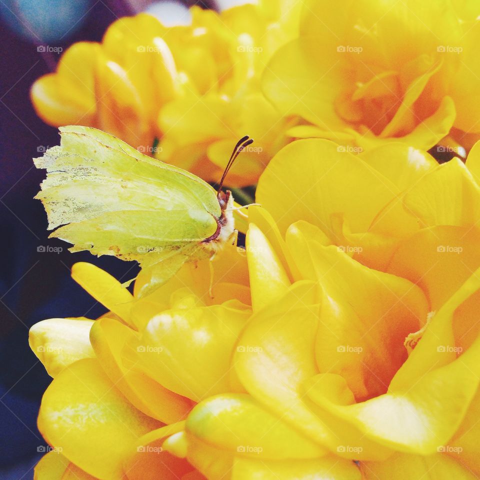 yellow butterfly in freesia