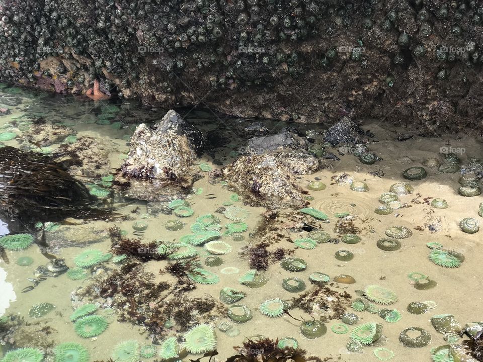 Tide pools filled with beautiful sea anemones at Haystack Rock. 