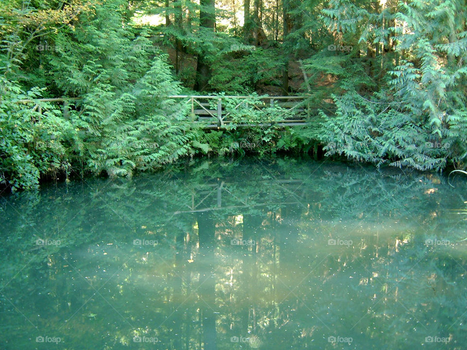 forest lake bridge reflection by markworld