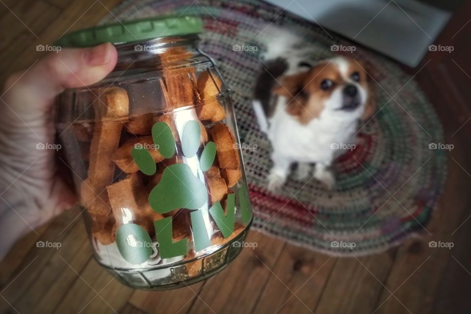 An old pickle jar made into a dog treat container