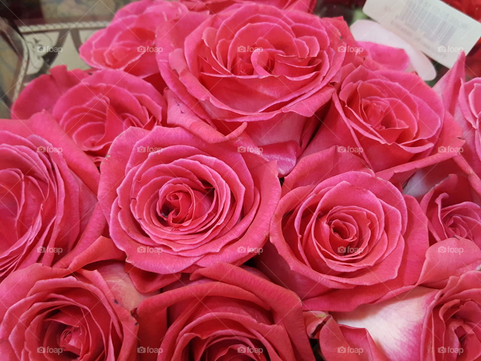 pink roses