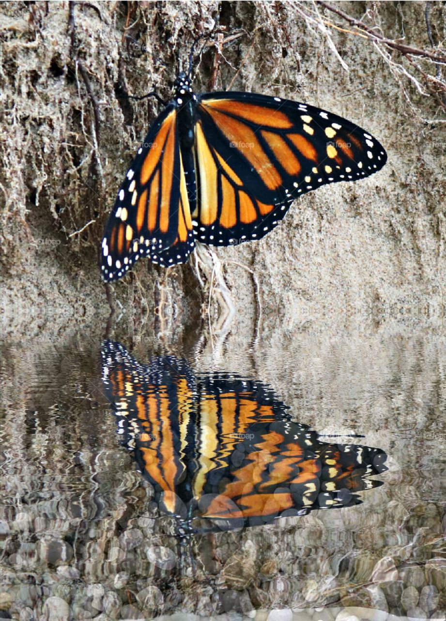 Butterfly Reflection