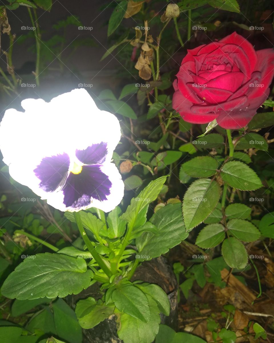 Flower Pansy and mini rose.../ Amor perfeito e mini rosa...