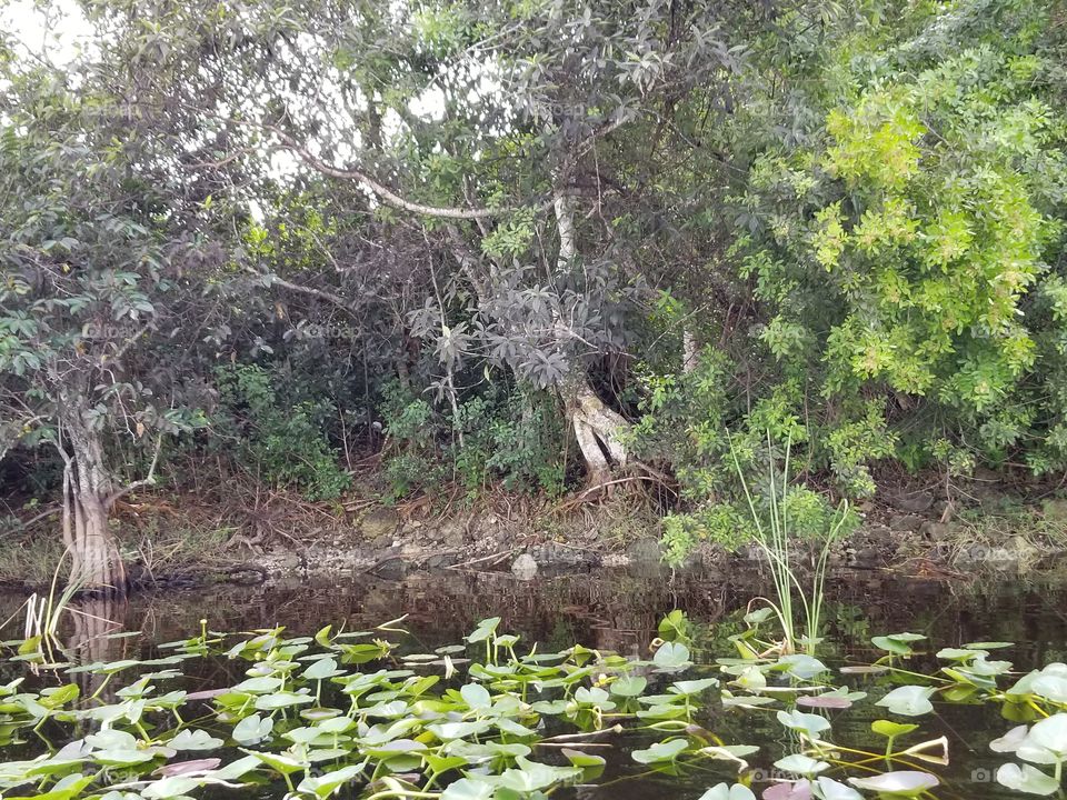 Florida Everglades. South Florida
